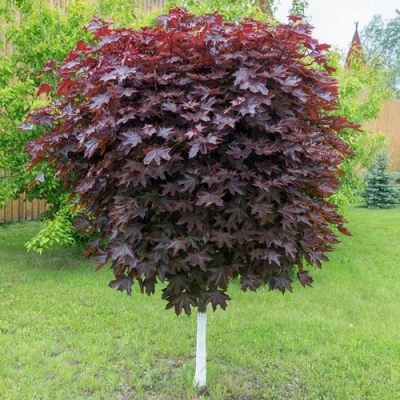 Клен красный в Улан-Удэ