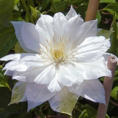 Клематис ДАЧЕСС ОФ ЭДИНБУРГ в Улан-Удэ