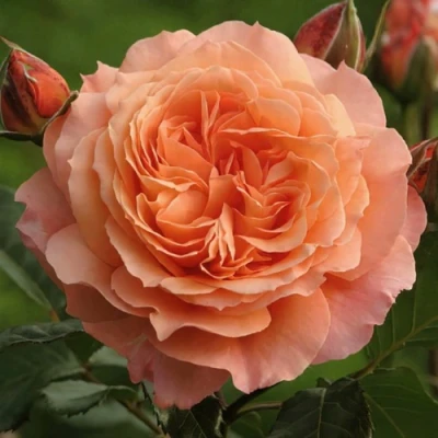 саженцы розы Бельведер