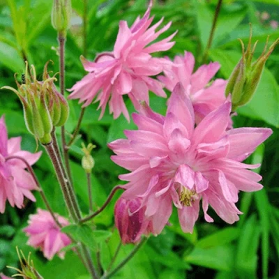 Аквилегия БАРЛОУ ПИНК гибрид МакКаны в Улан-Удэ