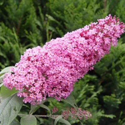 Буддлея давида ПИНК ДЕЛАЙТ в Улан-Удэ