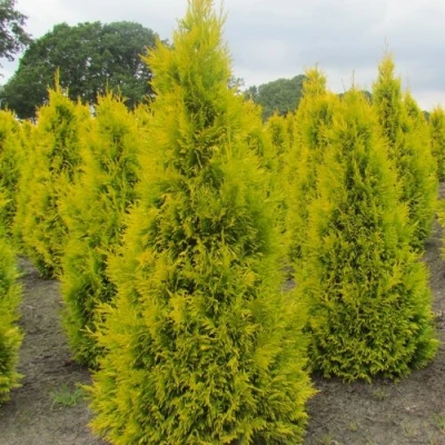 Туя САНКИСТ западная в Улан-Удэ