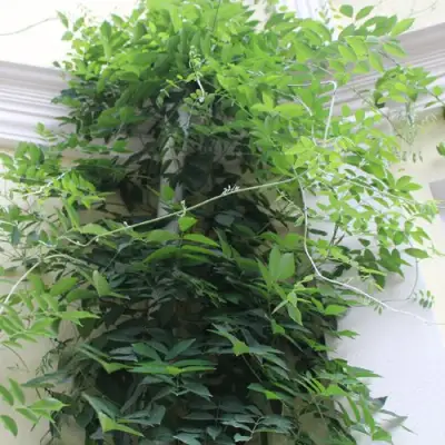 Глициния макростахия БЛЮ МУН в Улан-Удэ