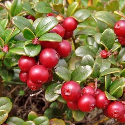 Брусника садовая АМЕРЛАНД в Улан-Удэ