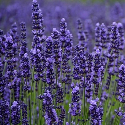 Лаванда МАНСТЕД узколистная в Улан-Удэ