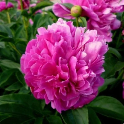 Пион ФЕЛИКС КРАУССЕ травянистый в Улан-Удэ