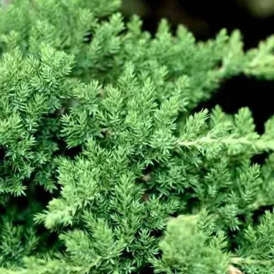 Можжевельник НАНА лежачий в Улан-Удэ