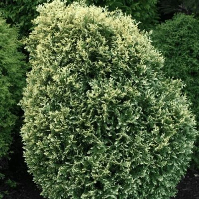 Туя ЛИТОМИШИЛ западная в Улан-Удэ