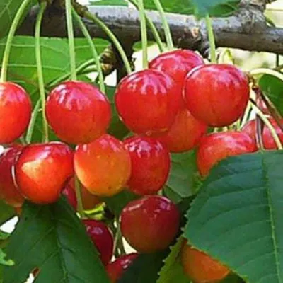 Черешня ДОНЧАНКА в Улан-Удэ