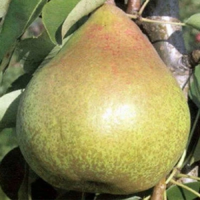 груша Королла