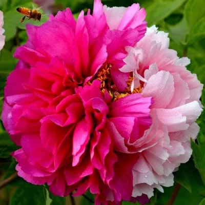 Пион ДВЕ СЕСТРЫ древовидный в Улан-Удэ