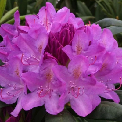 Рододендрон РОЗЕУМ ЭЛЕГАНС в Улан-Удэ