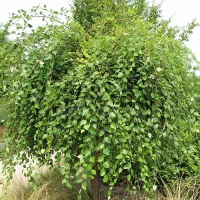 Береза САММЕР КАСКАД черная в Улан-Удэ