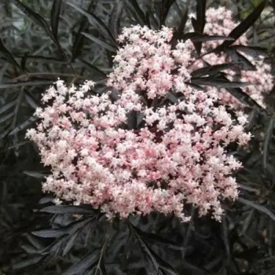 Бузина черная БЛЭК ЛЕЙС ЕВА в Улан-Удэ