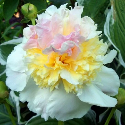 Пион ТОП БРАСС травянистый в Улан-Удэ