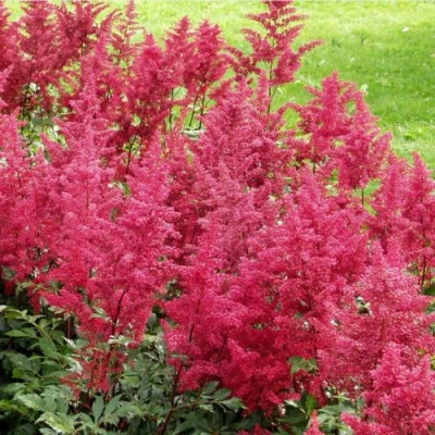 Астильба СКАЙСКРЕЙПЕР китайская в Улан-Удэ