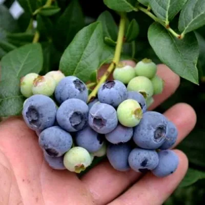 Голубика БРИГИТТА в Улан-Удэ