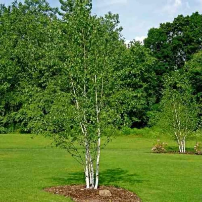 Береза бумажная в Улан-Удэ