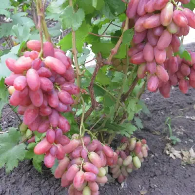 Виноград ЮЛИАН в Улан-Удэ