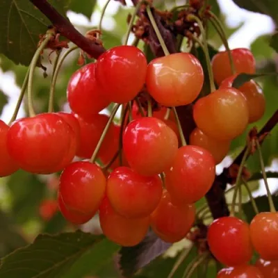 Черешня ФАТЕЖ в Улан-Удэ