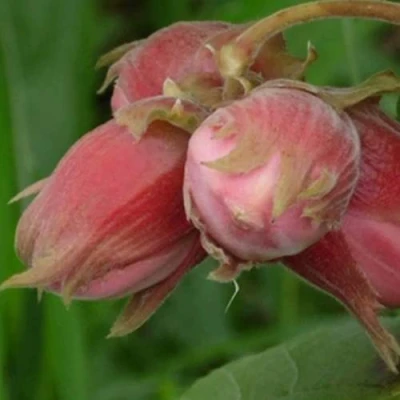 Фундук АКАДЕМИК ЯБЛОКОВ в Улан-Удэ