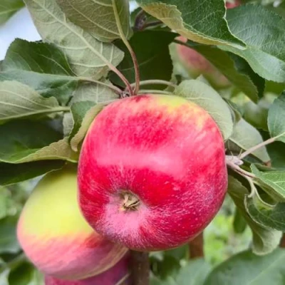 Яблоня АРБАТ колонновидная в Улан-Удэ