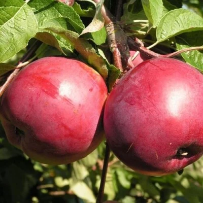 Яблоня ДАРУНАК в Улан-Удэ