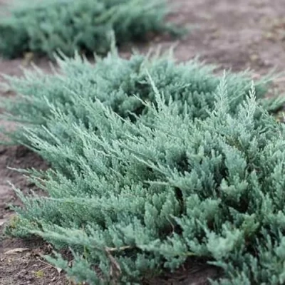 Можжевельник БЛЮ ЧИП горизонтальный в Улан-Удэ