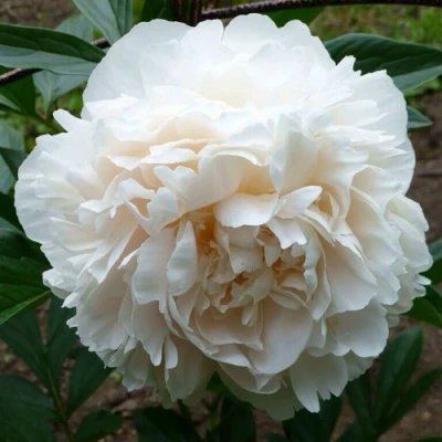 Пион СОЛАНЖ травянистый в Улан-Удэ