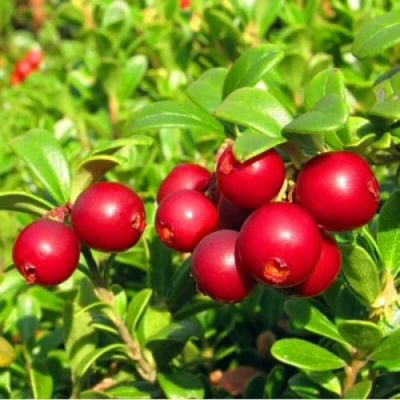 Брусника садовая РЕД ПЕРЛ в Улан-Удэ