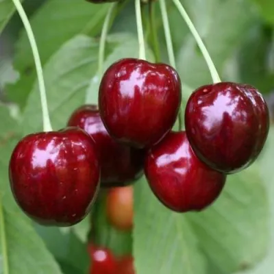 Черешня ВАЛЕРИЙ ЧКАЛОВ в Улан-Удэ