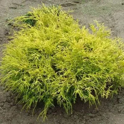 Кипарисовик ГОЛДЕН МОП горохоплодный в Улан-Удэ