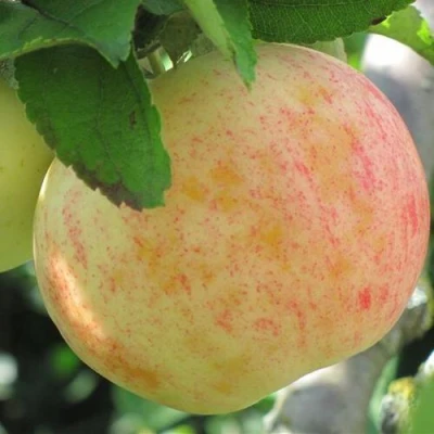 Яблоня ЛЕТНЕЕ СЛАДКОЕ в Улан-Удэ