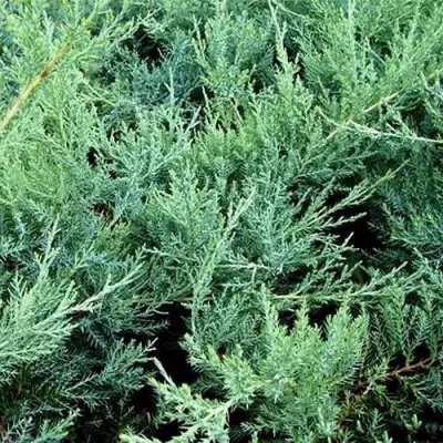 Можжевельник ПФИТЦЕРИАНА ГЛАУКА средний в Улан-Удэ