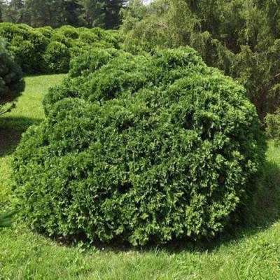 Туя УМБРАКУЛИФЕРА западная в Улан-Удэ