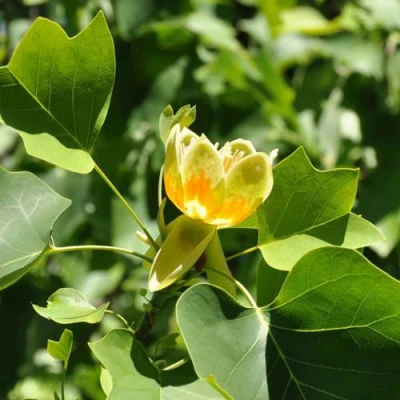 ЛИРИОДЕНДРОН тюльпанный в Улан-Удэ