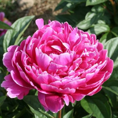 Пион СЕБАСТЬЯН МААС травянистый в Улан-Удэ