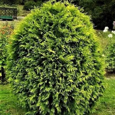 Туя ТИП ТОП западная в Улан-Удэ