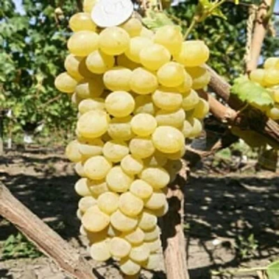 Виноград КИШМИШ ЗОЛОТЦЕ в Улан-Удэ