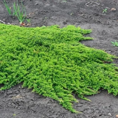 Можжевельник ПРИНЦ ОФ УЭЛЬС горизонтальный в Улан-Удэ