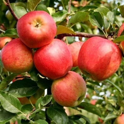Яблоня ГАЛА МАСТ в Улан-Удэ