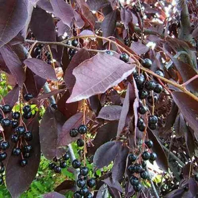 Черемуха виргинская ШУБЕРТ в Улан-Удэ