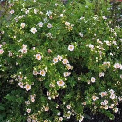 Лапчатка ПИНК КВИН кустарниковая в Улан-Удэ