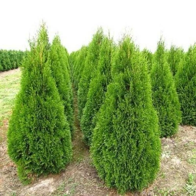 Туя СМАРАГД западная в Улан-Удэ