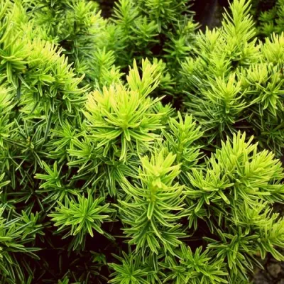 Тис ДАВИД ягодный в Улан-Удэ