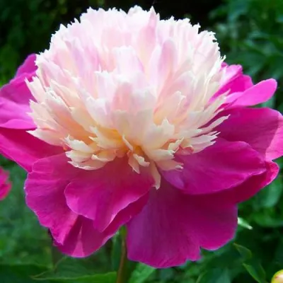 Пион ГЕЙ ПАРИ травянистый в Улан-Удэ