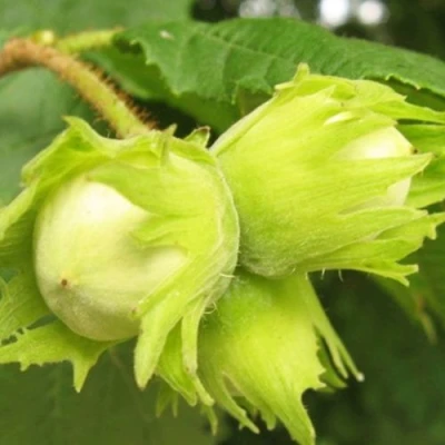 Фундук КАТАЛОНСКИЙ в Улан-Удэ