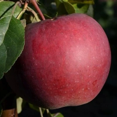 Яблоня БЕЛОРУССКОЕ СЛАДКОЕ в Улан-Удэ