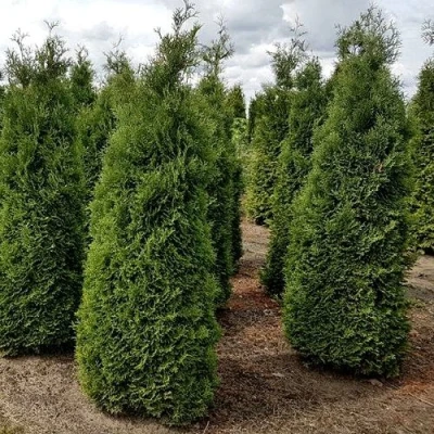 Туя ХОЛМСТРУП западная в Улан-Удэ