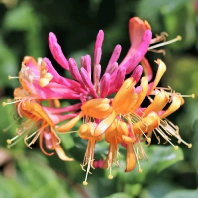 Жимолость ГЕКРОТА в Улан-Удэ